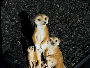 Family of weasels looking up to greet and question the intention of humanity.