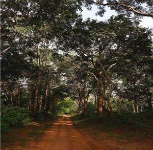 Photo of Sacred Forest in Africa