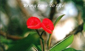 A photo of a flower with a caption of "Bring Love to Life."