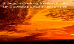 photo with "Insight is seeing the ordinary in a new way."