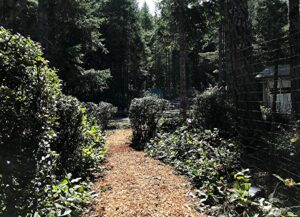 photo of path leading to garden through forested land