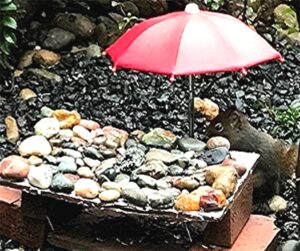 photo of douglas squirrel feeding under a red umbrella