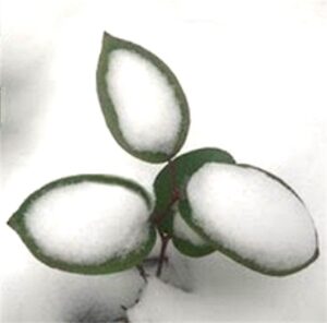 A photo of a three leaf salal holding snow within each leaf.