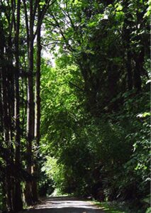 photo of wide path through forest