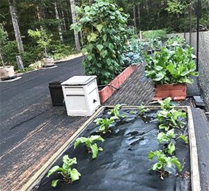 photo of vegetable garden and fruit trees